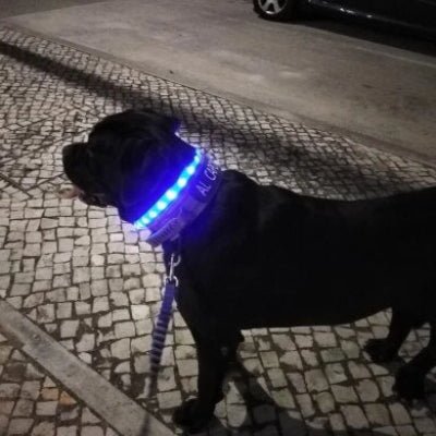 collier lumineux chien pvc bleu sur rotweiller