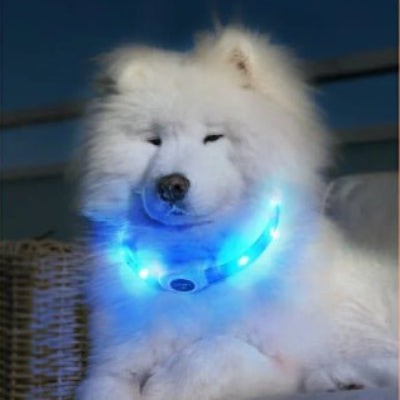 collier lumineux chien pvc bleu sur samoyede