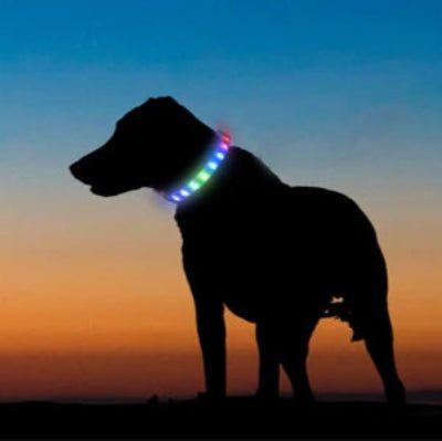 collier lumineux chien pvc multicolor