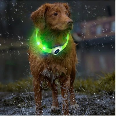 collier lumineux chien pvc vert sur golden mouille