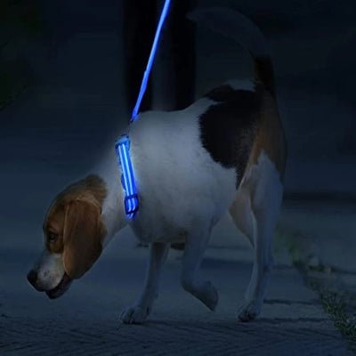 collier lumineux chien rechargeable bleu avec beagle a la noirceur