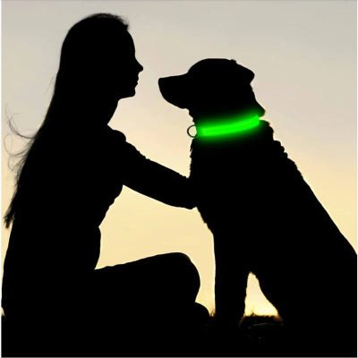 collier lumineux chien rechargeable ombrage