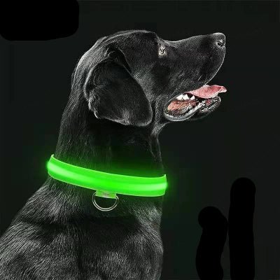 collier lumineux chien rechargeable vert sur labrador