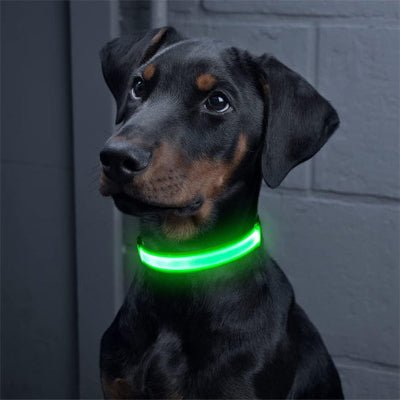 collier lumineux pour chien clignotant jaune sur doberman