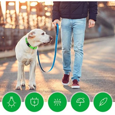 collier lumineux pour chien descriptif