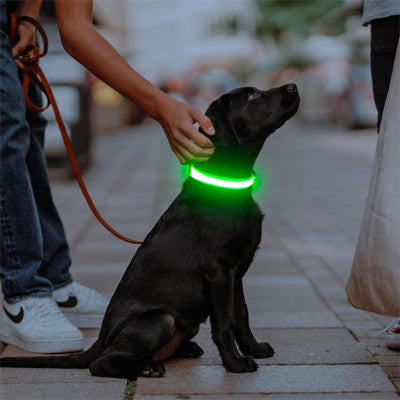 collier lumineux pour chien jaune sur labrador