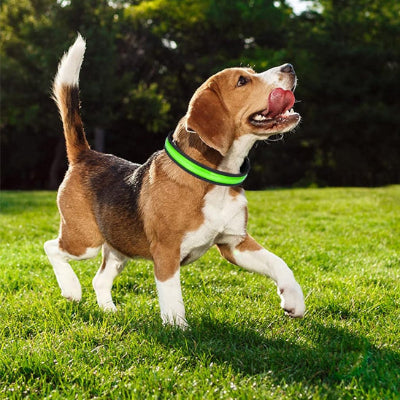 collier lumineux pour chien jaune tres visible