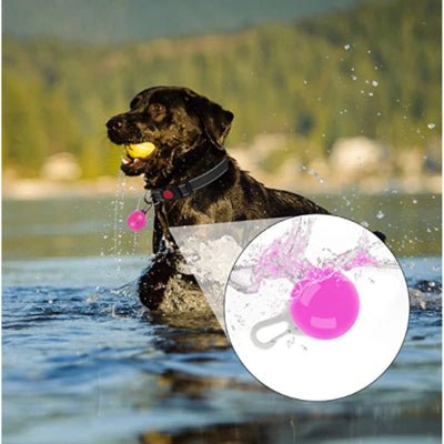 collier lumineux pour chien pendentif sur labrador impermeable