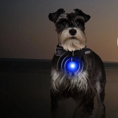 collier lumineux pour chien pendentif sur schnauzer