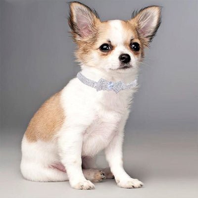 collier pour chien décoratif or blanc sur chihuahua