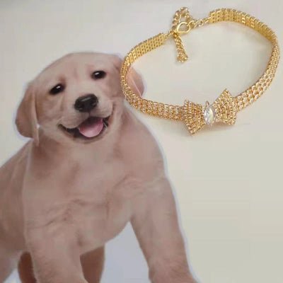 collier pour chien décoratif or jaune avec golden