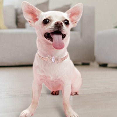 collier pour chien décoratif or rose sur chihuahua