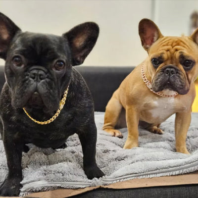 collier pour chien diamant or 2 boule dogues