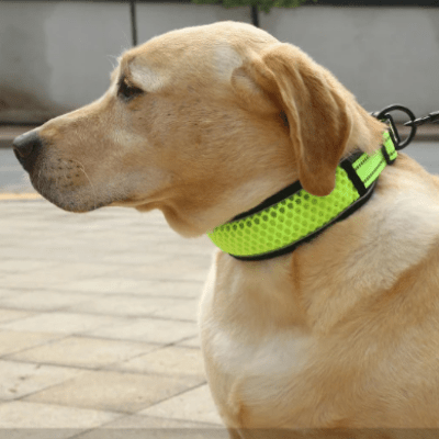collier pour chien reflechissant jaune variante labrador