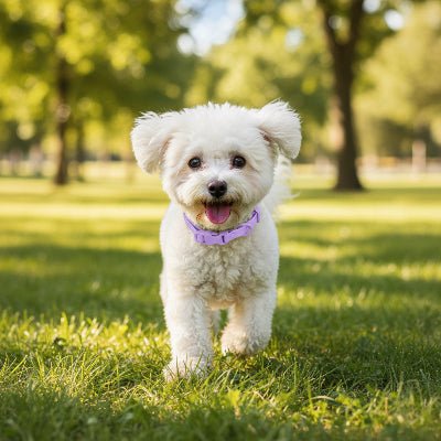 colliers pour chien variante violet