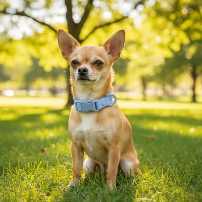 Colliers pour chien | DuraPet Ajustable - Chien à l'honneur