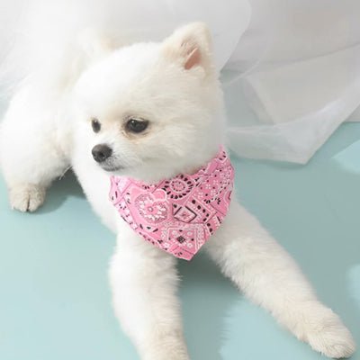 Colliers pour chien rose