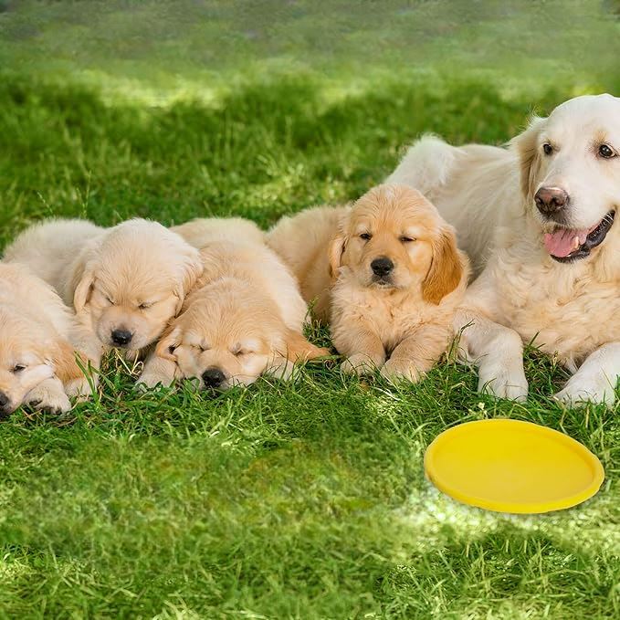 Frisbee pour Chien - FlyDog™ - Jaune - Chien à l'honneur