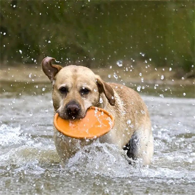 Frisbee pour Chien - FlyDog™ - Orange - Chien à l'honneur
