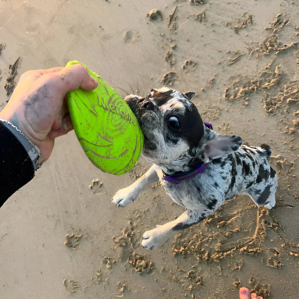 Frisbee pour Chien - FlyDog™ - Vert - Chien à l'honneur