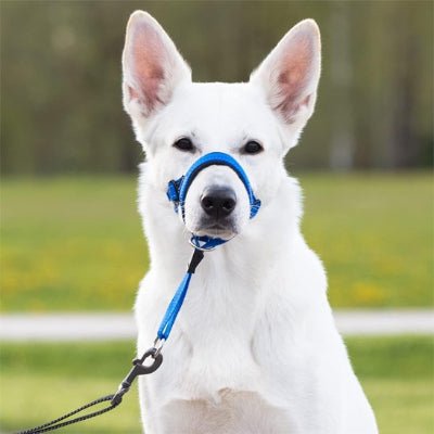 Harnais anti traction pour chien bleu sur berger