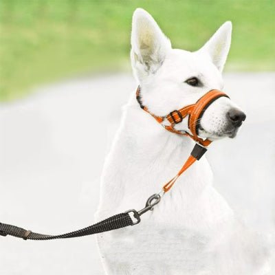 Harnais anti traction pour chien orange sur berger