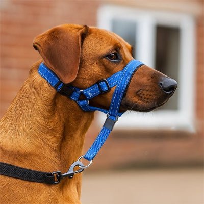 Harnais anti traction pour chien bleu sur braque