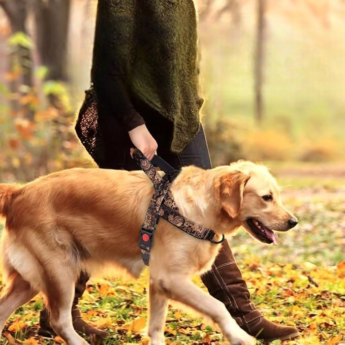 Harnais pour chien - DogSafeHarness™ - Noir Doré - Chien à l'honneur