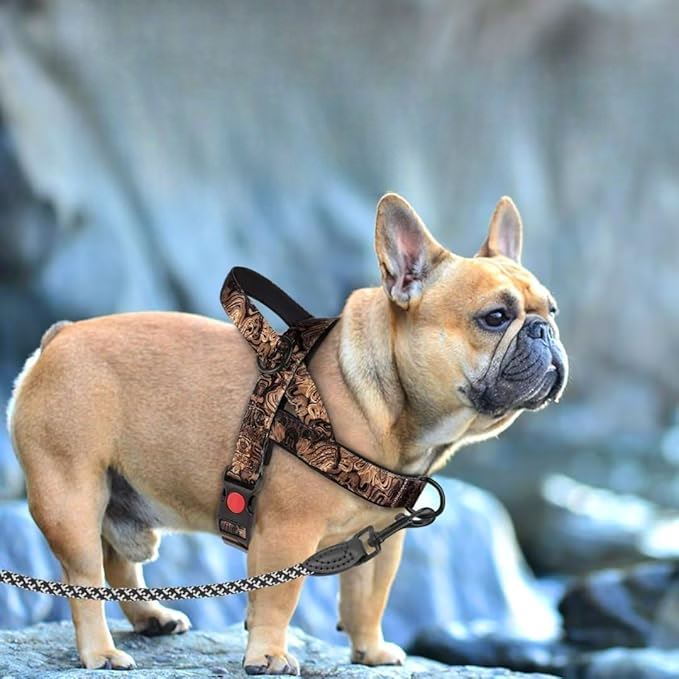 Harnais pour chien - DogSafeHarness™ - Noir Doré - Chien à l'honneur