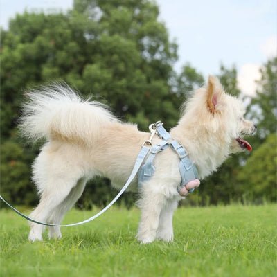 harnais pour petit chien bleu bien ajuste