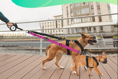 Laisse double pour chien Bungee petit et grand chien