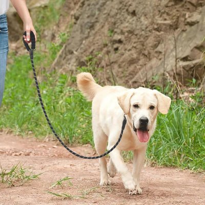 Laisse double pour chien Reflechissante labrador marche