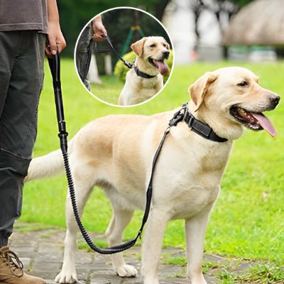 laisse pour chien elastique labrador noir