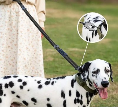 laisse pour chien elastique noir dalmatien