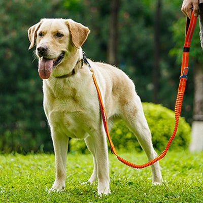 laisse pour chien elastique orange labrador