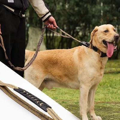 laisse pour chien avec labrador