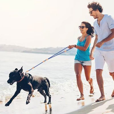 laisse pour chien polyvalente labrador plage