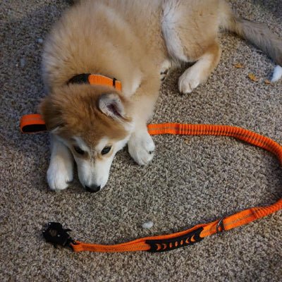 laisse pour chien elastique orange husky