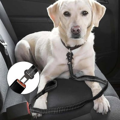 laisse pour chien elastique pour la voiture
