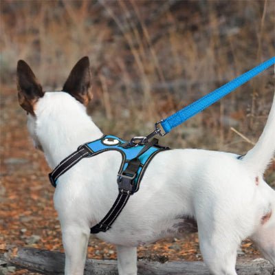 laisse pour chien réflective 