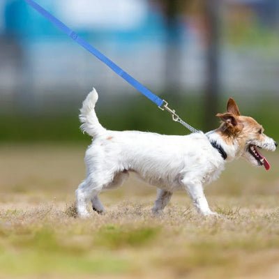 Longe pour chien | nylon moyen 2 - Chien à l'honneur