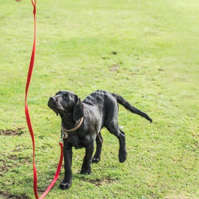 Longe pour chien nylon rouge  labrador chiot