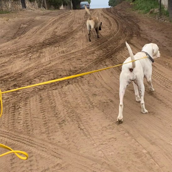 Longe pour chien | PVC 2 - Chien à l'honneur