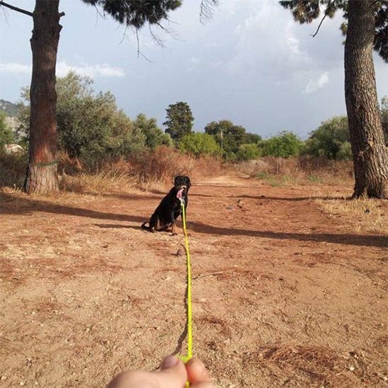 Longe pour chien | PVC 2 - Chien à l'honneur