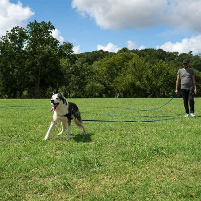 Longe pour chien PVC bleu en entrainement