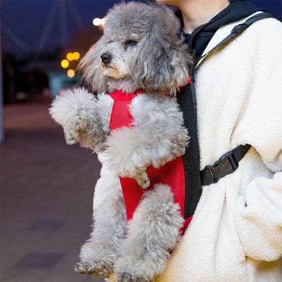 Sac de transport chien rouge parfait